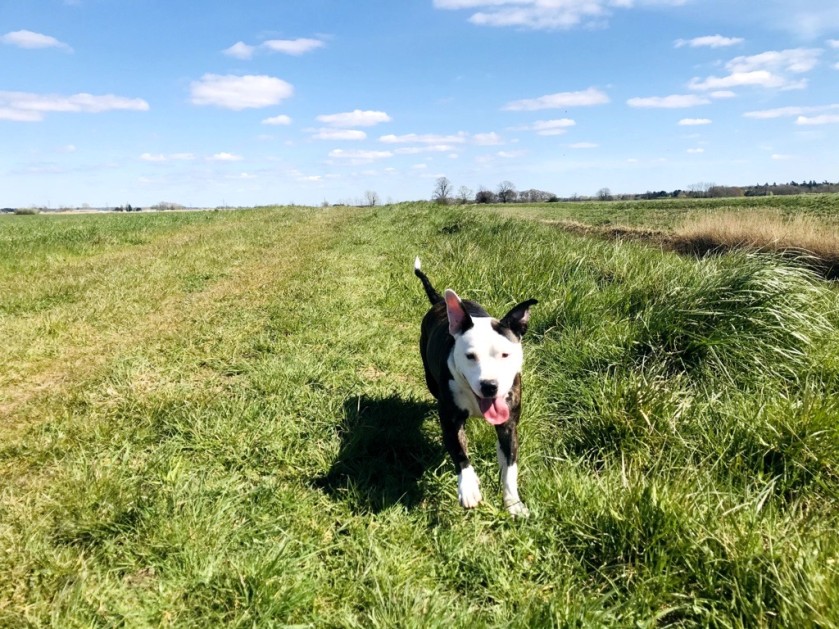 A dog running along on a walk